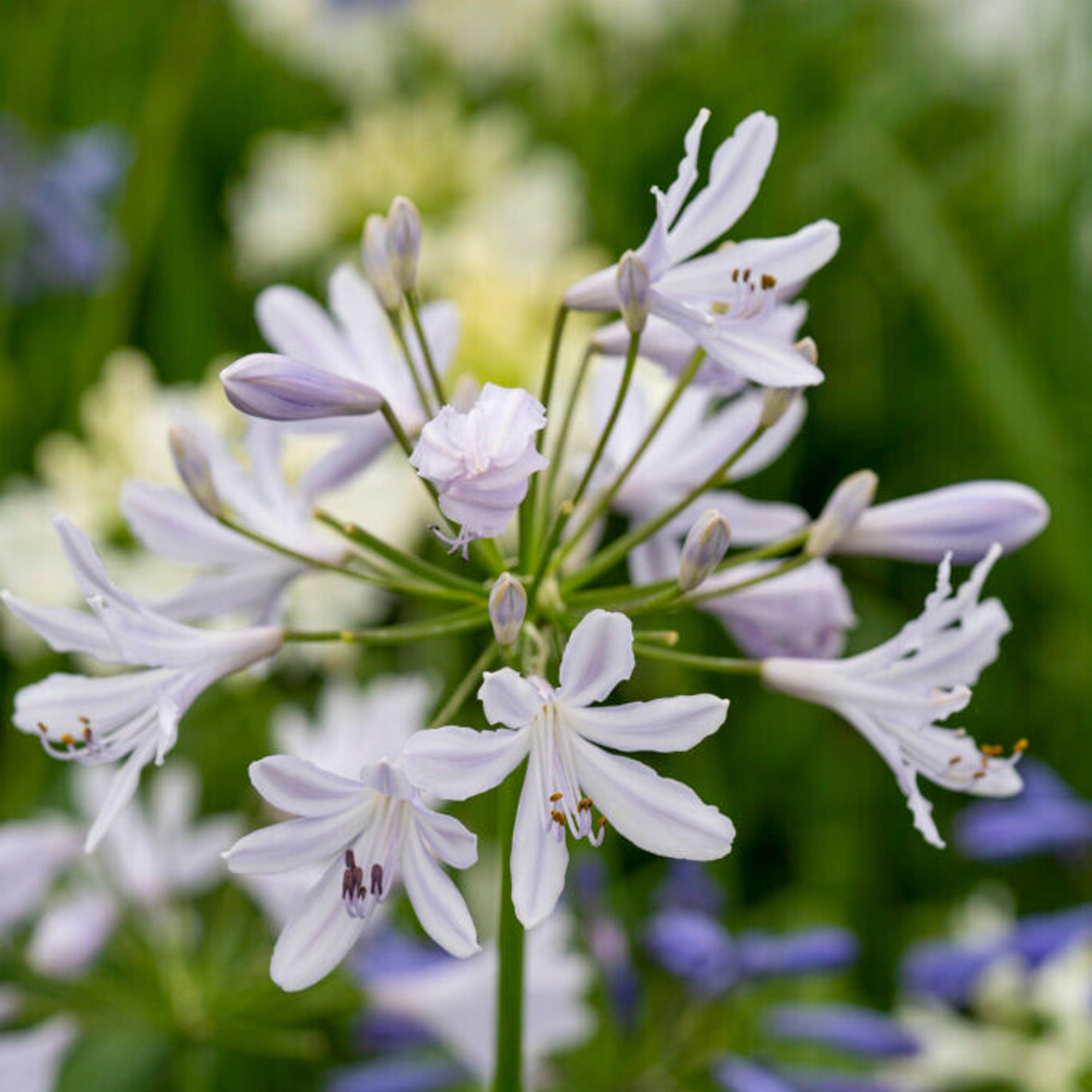 Afrikas Blå Lilja 'Lilac Flash'